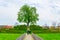 View of a small hill situated in the Kvetna zahrada garden in Kromeriz with a tree in the center....IMAGE