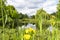 View of a small house behind this pond with reeds, blooming water lilies, yellow iris and many other water plants in a beautiful g