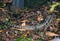 View of small lizard in the forest park at Lone Koala Sanctuary, Brisbane