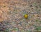 View of small male yellow warbler foraging for insects on the ground