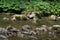 View of a small mountain stream, with Butterbur in the background.