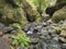 View of small water stream with moss covered stones, fern and tropical plants at hiking trail Levada do moinho to levada