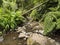 View of small water stream with moss covered stones, fern and tropical plants at Levada Do Rei PR18 hike, from Sao Jorge