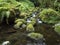 View of small water stream with moss covered stones, fern and tropical plants at Levada Do Rei PR18 hike, from Sao Jorge