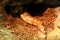 View of snake sleeping inside small cave