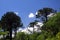 View on snow capped black cone of Volcano Llaima at Conguillio in central Chile framed by pine trees Araucaria araucana