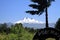 View on snow capped black cone of Volcano Llaima at Conguillio in central Chile framed by pine trees Araucaria araucana