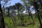 View on snow capped black cone of Volcano Llaima at Conguillio in central Chile framed by pine trees Araucaria araucana