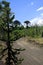 View on snow capped black cone of Volcano Llaima at Conguillio in central Chile framed by pine trees Araucaria araucana