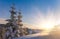 View of snow-covered conifer trees and snow flakes at sunrise. Merry Christmas\'s or New Year\'s background.