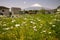 View of snow covered Mount Fuji and meadow with blooming daisies