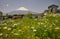 View of snow covered Mount Fuji and meadow with blooming daisies