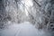 A view of the snow covered trees branches. A snow covered road through the forest hiking during the touristic visit