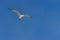 View of the snowy-crowned tern flying in the sky.