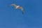 View of the snowy-crowned tern flying in the sky.