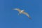 View of the snowy-crowned tern flying in the sky.