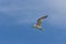View of the snowy-crowned tern flying in the sky.