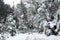 A view of snowy forest with trees and vegetation covered in snow on the road from Villa Traful, Neuquen, to San Carlos de