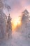 View of the snowy landscape of Finnish tundra during sunrise in Rovaniemi area of Lapland region above the Arctic Circle. Frosty