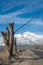 View of snowy mountain peak from road in Manzanar lined with winter trees in California