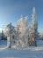 View of snowy trees that stand against the blue sky in the early morning in the sun. Concept landscape, winter, skiing