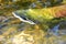 A view of Sockeye salmon swimming in the shallows.