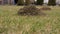 A View Of Soil Heaps On The Green Lawn Made By Moles After The Winter At Spring