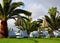 View of some beds sunloungers and palm trees on a green grass in a beach club of Tenerife,Canary Islands,Spain.