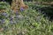 A view of some Bluebell flowers