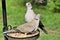 A view of some Collared Doves