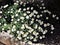 A view of some Daisies in the Pastor Noster Church in Jerusalem