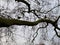 A view some Egyptian Geese in a tree