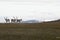 View of some native reindeers in the Arctic