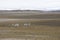 View of some native reindeers in the Arctic