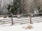 A view of some Reindeer in an enclosure