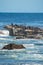 View of some sea lion at the famous Cape of Good Hope