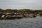 A view of some Seals on Farne Islands