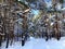 View at the Sormovsky Park in Nizhny Novgorod with pine trees, branches, snow, trunks