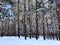 View at the Sormovsky Park in Nizhny Novgorod with pine trees, trunks, snow, crowns