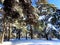 View at the Sormovsky Park in Nizhny Novgorod with snow and pine trees