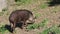 View of a south American tapir Tapirus terrestris