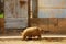 View of sow walking in the streets of Golungo Alto, Kwanza Norte