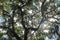 A view of the spanish moss tree.