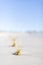 View of spinifex grasses washed up on white sands beach on a clear summer day