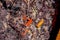 View of spots of colorful red lichen on lava rock in desert lands near Bend, Oregon