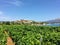 A view of a sprawling wine vineyard growing the local grk grapes with the small town of Lumbarda and the adriatic sea