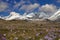 View of spring flowering of crocus vernus in Castelluccio di Norcia