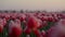 View of spring garden with many flowers. Morning view of tulip field in morning.