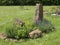 View on spring garden with oval flower bed with green herbs thyme, lavender, mint, chive and sweet balm with big