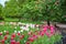 View of spring park â€“ flowerbed with beautiful colorful tulips